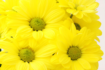 yellow flowers