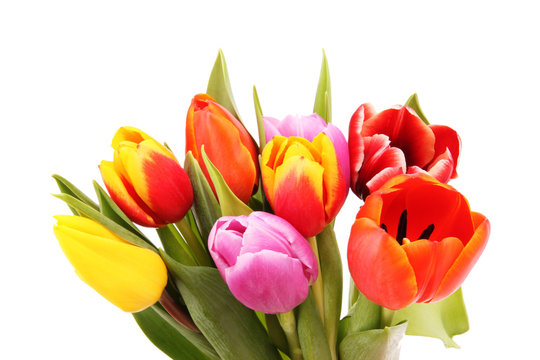 Bouquet of tulips, isolated on white background