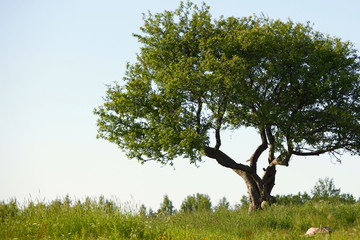 alone tree