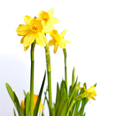 Fototapeta premium Narcissus / Daffodil on Light Background