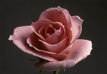 Closeup of a peach colored rose