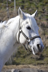 Obraz premium Schimmel