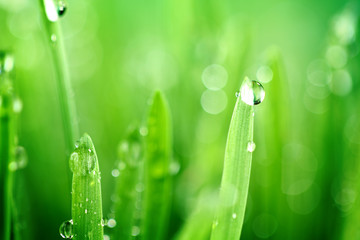 grass nature background
