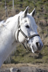 Obraz premium Schimmel