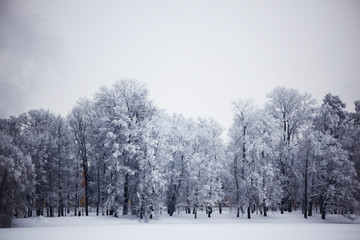 winter trees