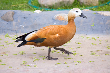 Ruddy Shelduck