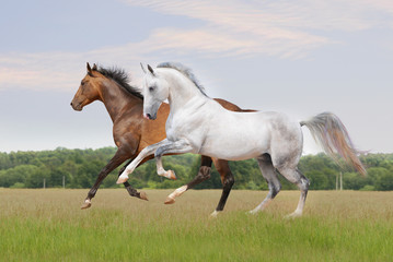 akhal-teke horse on white