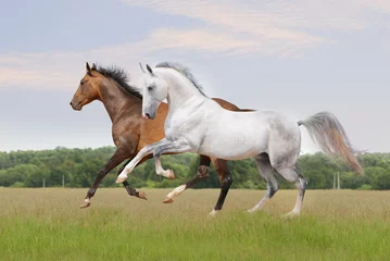 Fotobehang akhal-teke horse on white © Olga Itina