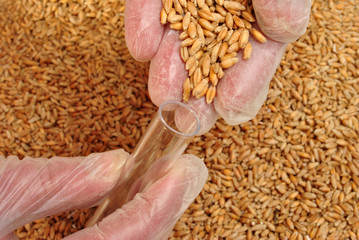 Triticale ist eine Kreuzung aus Roggen und Weizen