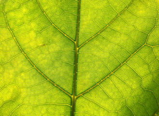 TEXTURA HOJA VERDE MACRO