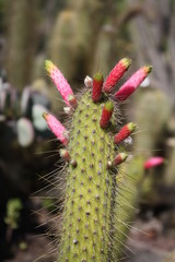 Kaktus cleistocactus smaragdiflorus