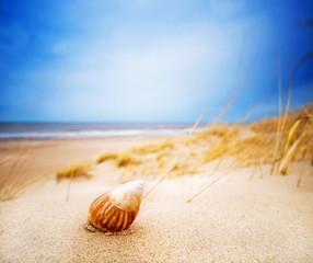 Shell on sand on summer beach