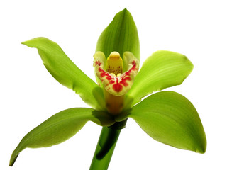 Blooming Orchid Cymbidium Sessa Green Beauty