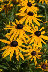 Rudbeckia