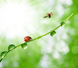 fresh morning dew and ladybird © vencav