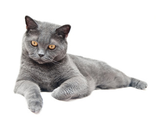 Fototapeta premium The British cat