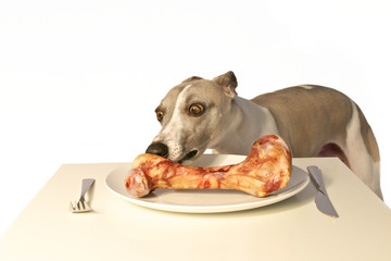 Windhund mit Knochen