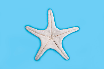Fototapeta na wymiar Starfish underside