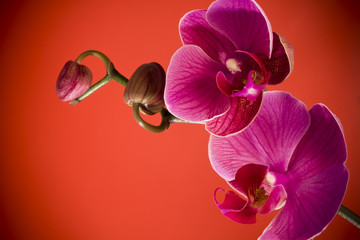 orchid - 30578415