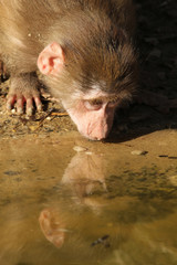 Little baboon drinking water with its reflection in the water