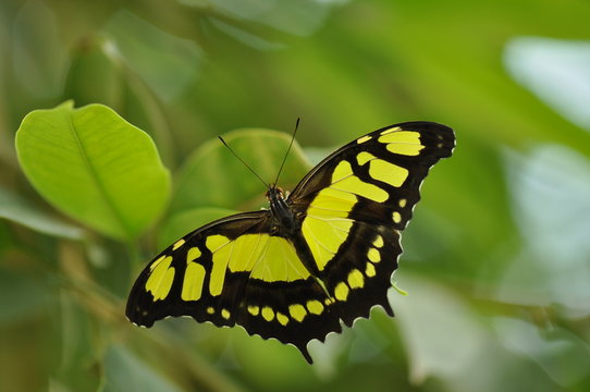 Schmetterling auf einem Blatt