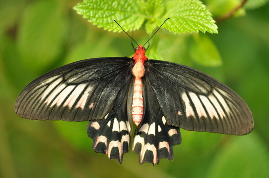 schwarzer Schmetterling