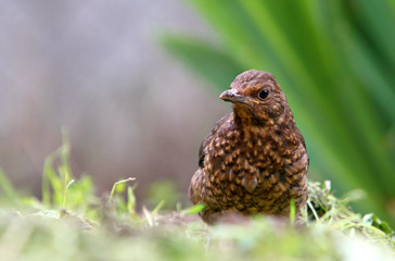 Eurasian Blackbird - female Turdus merula