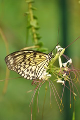 Schmetterling auf Pflanze