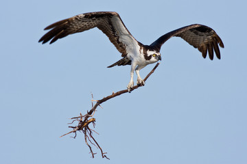 Osprey