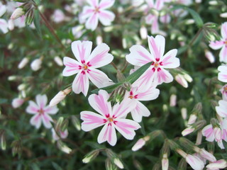 Fototapeta premium Phlox