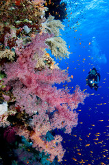 Fototapeta na wymiar Scuba diver exploring underwater world.
