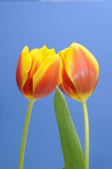 Tulpen