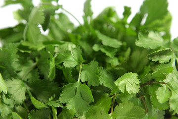 coriander close up with white background