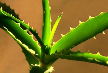 aloe