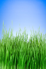 Fototapeta na wymiar green grass on blue background
