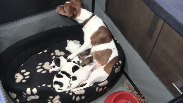 Jack Russel Welpen