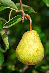 Pear On Tree