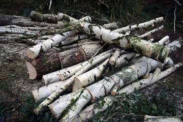Baumf&auml;llung - Brennholz