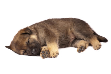 Sleeping shepherd dog`s puppy