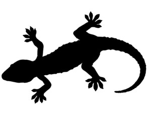 Gecko Silhouette