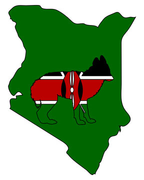 Schakal aus Kenia