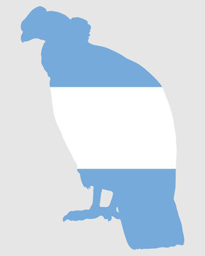 Andenkondor Argentinien