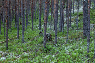 Таёжный лес. © mvi690