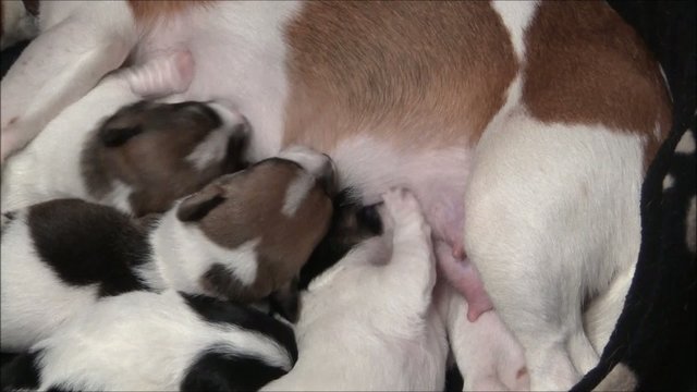 Jack Russel Welpen