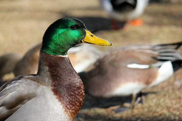 Mallard