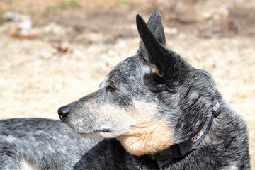 Cattle Dog