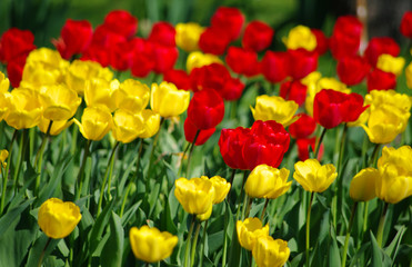 Fototapeta premium Tulips background with red and yellow ones