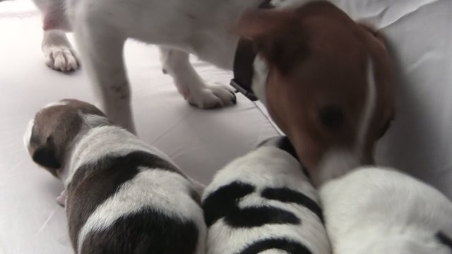 Jack Russel Welpen