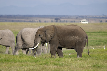 Naklejka na ściany i meble Elephant, Amboseli National Park