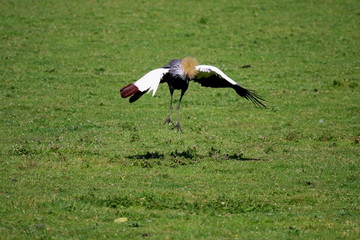 crowned crane